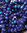 Glasschliffperlen 8x6mm Strang royalblau opak regenbogen plattiert (1052)
